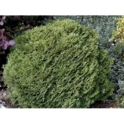 Thuja 'Tiny Tim' Thuja Occidentalis 'Tiny Tim' (dværgform) Potte 3,0 Liter,- 25-30 Cm. -Osmoz Naturens Butik mi3751 thuja occidentalis tiny tim bc8b