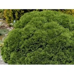 Thuja 'Tiny Tim' Thuja Occidentalis 'Tiny Tim' (dværgform) Potte 3,0 Liter,- 25-30 Cm. -Osmoz Naturens Butik mi3751 thuja occidentalis tiny tim cc23