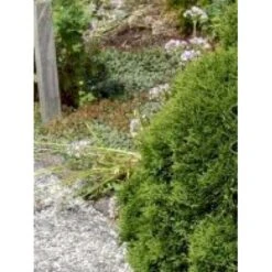 Thuja 'Little Giant' Thuja Occidentalis 'Little Giant'(dværgform) Potte 3,0 Liter,- 25-30 Cm. -Osmoz Naturens Butik mi3752 thuja occidentalis little giant 559e