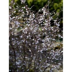 Fuji-kirsebær 'Kojou-no-mai' Prunus Incisa 'Kojou-no-mai' Opstammet 90 Cm. 7,5 Liter Potte -Osmoz Naturens Butik mi3753 prunus incisa kojou no mai adfa