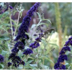 Sommerfuglebusk 'Black Knight' Buddleja Davidii 'Black Knight' Potte 6,5 Liter 50-60 Cm. -Osmoz Naturens Butik mi379 buddleia davidii black knight 1078