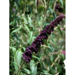 Sommerfuglebusk 'Black Knight' Buddleja Davidii 'Black Knight' Potte 6,5 Liter 50-60 Cm. -Osmoz Naturens Butik mi379 buddleia davidii black knight 3fe2