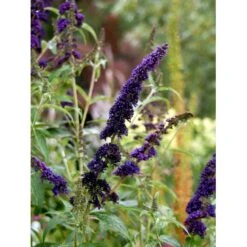 Sommerfuglebusk 'Black Knight' Buddleja Davidii 'Black Knight' Potte 6,5 Liter 50-60 Cm. -Osmoz Naturens Butik mi379 buddleia davidii black knight 52ee