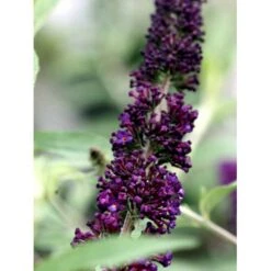 Sommerfuglebusk 'Black Knight' Buddleja Davidii 'Black Knight' Potte 6,5 Liter 50-60 Cm. -Osmoz Naturens Butik mi379 buddleia davidii black knight 5775