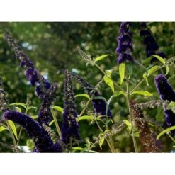 Sommerfuglebusk 'Black Knight' Buddleja Davidii 'Black Knight' Potte 6,5 Liter 50-60 Cm. -Osmoz Naturens Butik mi379 buddleia davidii black knight ee09