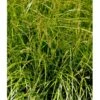 Palmebladsstar Carex Muskingumensis 1 Liter Potte -Osmoz Naturens Butik mi3837 carex muskingumensis 17cc