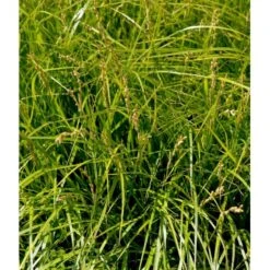 Palmebladsstar Carex Muskingumensis 1 Liter Potte