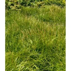 Palmebladsstar Carex Muskingumensis 1 Liter Potte -Osmoz Naturens Butik mi3837 carex muskingumensis a404