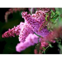 Sommerfuglebusk 'Pink Delight' Buddleja Davidii 'Pink Delight' Potte 6,5 Liter 50-60 Cm. -Osmoz Naturens Butik mi383 buddleia davidii pink delight 0432