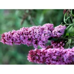 Sommerfuglebusk 'Pink Delight' Buddleja Davidii 'Pink Delight' Potte 6,5 Liter 50-60 Cm. -Osmoz Naturens Butik mi383 buddleia davidii pink delight 2b78