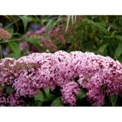 Sommerfuglebusk 'Pink Delight' Buddleja Davidii 'Pink Delight' Potte 6,5 Liter 50-60 Cm. -Osmoz Naturens Butik mi383 buddleia davidii pink delight 3e61