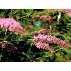 Sommerfuglebusk 'Pink Delight' Buddleja Davidii 'Pink Delight' Potte 6,5 Liter 50-60 Cm. -Osmoz Naturens Butik mi383 buddleia davidii pink delight 9bd7