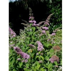Sommerfuglebusk 'Pink Delight' Buddleja Davidii 'Pink Delight' Potte 6,5 Liter 50-60 Cm. -Osmoz Naturens Butik mi383 buddleia davidii pink delight e41c