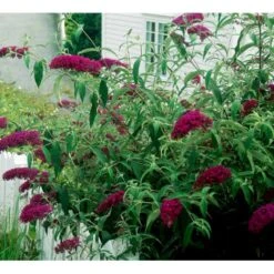 Sommerfuglebusk 'Royal Red' Buddleja Davidii 'Royal Red' Potte 2 Liter. -Osmoz Naturens Butik mi384 buddleia davidii royal red 2063