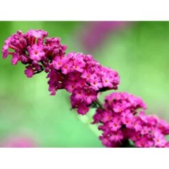 Sommerfuglebusk 'Royal Red' Buddleja Davidii 'Royal Red' Potte 2 Liter. -Osmoz Naturens Butik mi384 buddleia davidii royal red 7ccb