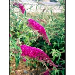 Sommerfuglebusk 'Royal Red' Buddleja Davidii 'Royal Red' Potte 2 Liter. -Osmoz Naturens Butik mi384 buddleia davidii royal red b637