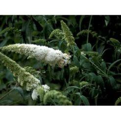 Sommerfuglebusk 'White Profusion' Buddleja Davidii 'White Profusion' Potte 6,5 Liter 50-60 Cm. -Osmoz Naturens Butik mi385 buddleia davidii white profusion 609a