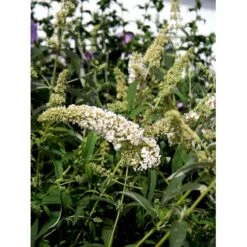 Sommerfuglebusk 'White Profusion' Buddleja Davidii 'White Profusion' Potte 6,5 Liter 50-60 Cm. -Osmoz Naturens Butik mi385 buddleia davidii white profusion 71f4