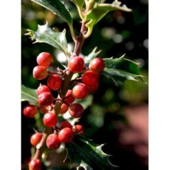 Almindelig Kristtorn 'Alaska' Ilex Aquifolium 'Alaska' Potte 2,0 Liter,- 25-30 Cm. -Osmoz Naturens Butik mi3904 ilex aquifolium alaska 8569