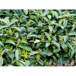 Krybende Kirsebærlaurbær Prunus Laurocerasus 'Mount Vernon' 5 Liter Potte 40-60 Cm -Osmoz Naturens Butik mi3912 prunus laurocerasus mount vernon 07da