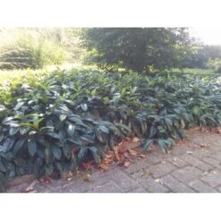 Krybende Kirsebærlaurbær Prunus Laurocerasus 'Mount Vernon' 5 Liter Potte 40-60 Cm -Osmoz Naturens Butik mi3912 prunus laurocerasus mount vernon 1063