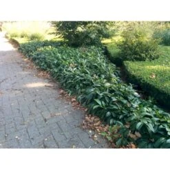 Krybende Kirsebærlaurbær Prunus Laurocerasus 'Mount Vernon' 5 Liter Potte 40-60 Cm -Osmoz Naturens Butik mi3912 prunus laurocerasus mount vernon be71