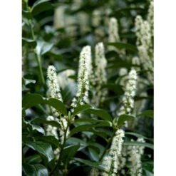 Krybende Kirsebærlaurbær Prunus Laurocerasus 'Mount Vernon' 5 Liter Potte 40-60 Cm -Osmoz Naturens Butik mi3912 prunus laurocerasus mount vernon e905