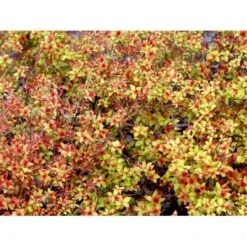 Spiræa 'Magic Carpet' Spiraea Japonica 'Magic Carpet' 3,5 Liter Potte -Osmoz Naturens Butik mi3916 spiraea japonica firelight bc7f