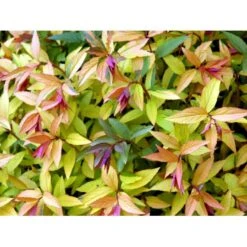 Spiræa 'Goldflame' Spiraea Japonica 'Goldflame' Potte 2,0 Liter,- 25-30 Cm. -Osmoz Naturens Butik mi3917 spiraea japonica goldflame a12a