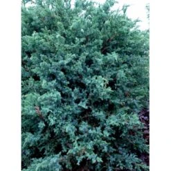 Kinesisk Enebær 'Blue Alps' Juniperus Chinensis 'Blue Alps' Potte 7,5 Liter 40-60 Cm. -Osmoz Naturens Butik mi3950 juniperus chinensis blue alps c275