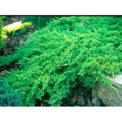 Japansk Enebær 'Nana' Juniperus Procumbens 'Nana' Potte 3,0 Liter,- 25-30 Cm. -Osmoz Naturens Butik mi3985 juniperus procumbens nana ce56