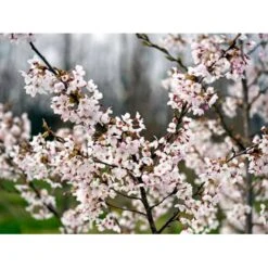 Yoshino-kirsebær Prunus Yedoensis Solitær Busk 150-200 Cm. - Med Klump -Osmoz Naturens Butik mi4012 prunus yedoensis 3755