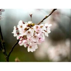 Yoshino-kirsebær Prunus Yedoensis Solitær Busk 150-200 Cm. - Med Klump -Osmoz Naturens Butik mi4012 prunus yedoensis d1f4