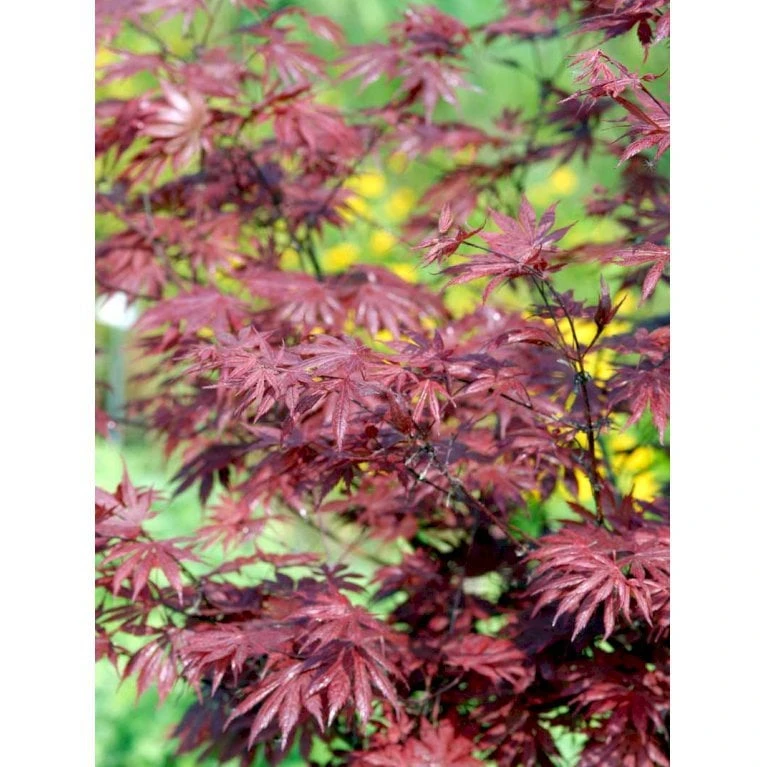 Japansk Ahorn 'Trompenburg' Acer Palmatum 'Trompenburg' Potte 10 Liter,- 60-80 Cm. 6 Japansk Ahorn 'Trompenburg' Acer Palmatum 'Trompenburg' Potte 10 Liter,- 60-80 Cm. - Billede 4