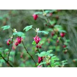 Blodribs 'King Edward VII' Ribes Sanguineum 'King Edward Vii' Potte 12 Liter,- 100-125 Cm. -Osmoz Naturens Butik mi4125 ribes sanguineum king edward vii 7901