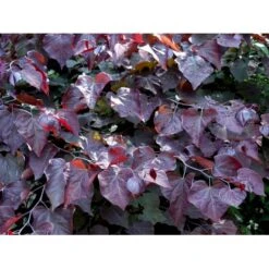 Judastræ 'Forest Pansy' Cercis Canadensis 'Forest Pansy' Potte 10 Liter 150-175 Cm. -Osmoz Naturens Butik mi4131 cercis canadensis forest pansy 00d3