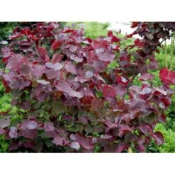 Judastræ 'Forest Pansy' Cercis Canadensis 'Forest Pansy' Potte 10 Liter 150-175 Cm. -Osmoz Naturens Butik mi4131 cercis canadensis forest pansy 8443