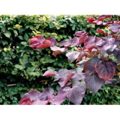 Judastræ 'Forest Pansy' Cercis Canadensis 'Forest Pansy' Potte 10 Liter 150-175 Cm. -Osmoz Naturens Butik mi4131 cercis canadensis forest pansy b108