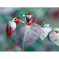 Judastræ 'Forest Pansy' Cercis Canadensis 'Forest Pansy' Potte 10 Liter 150-175 Cm. -Osmoz Naturens Butik mi4131 cercis canadensis forest pansy c736