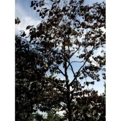 Judastræ 'Forest Pansy' Cercis Canadensis 'Forest Pansy' Potte 10 Liter 150-175 Cm. -Osmoz Naturens Butik mi4131 cercis canadensis forest pansy f7f8