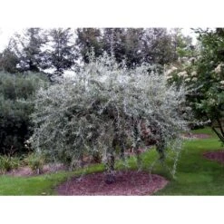 Pilebladet Pære Pyrus Salicifolia 'Pendula' Opstammet 180 Cm. 15 Liter Potte,- 2 års Krone -Osmoz Naturens Butik mi4139 pyrus salicifolia pendula 2836