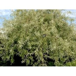 Pilebladet Pære Pyrus Salicifolia 'Pendula' Opstammet 180 Cm. 15 Liter Potte,- 2 års Krone -Osmoz Naturens Butik mi4139 pyrus salicifolia pendula 6b04