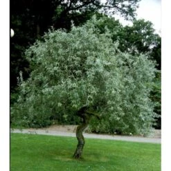 Pilebladet Pære Pyrus Salicifolia 'Pendula' Opstammet 180 Cm. 15 Liter Potte,- 2 års Krone -Osmoz Naturens Butik mi4139 pyrus salicifolia pendula e3ee