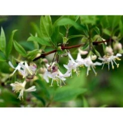 Busk-kaprifolie Lonicera Fragrantissima Potte 10 Liter,- 60-80 Cm. 7 Busk-kaprifolie Lonicera Fragrantissima Potte 10 Liter,- 60-80 Cm. -Osmoz Naturens Butik mi4151 lonicera fragrantissima fede