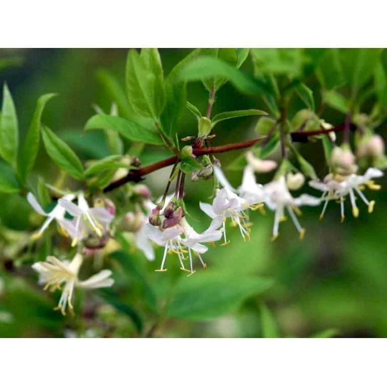 Busk-kaprifolie Lonicera Fragrantissima Potte 10 Liter,- 60-80 Cm. 5 Busk-kaprifolie Lonicera Fragrantissima Potte 10 Liter,- 60-80 Cm. - Billede 3