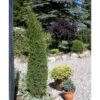 Almindelig Enebær 'Arnold' Juniperus Communis 'Arnold' Potte 2,0 Liter,- 40-60 Cm. -Osmoz Naturens Butik mi4158 juniperus communis arnold 45bf