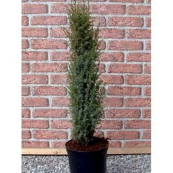 Almindelig Enebær 'Arnold' Juniperus Communis 'Arnold' Potte 2,0 Liter,- 40-60 Cm. -Osmoz Naturens Butik mi4158 juniperus communis arnold 9fc0