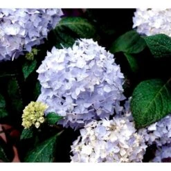 Hortensia 'Clara' Hydrangea Macrophylla 'Clara' 3,5 Liter Potte -Osmoz Naturens Butik mi4159 hydrangea macrophylla clara 025b