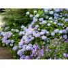 Hortensia 'Clara' Hydrangea Macrophylla 'Clara' 3,5 Liter Potte -Osmoz Naturens Butik mi4159 hydrangea macrophylla clara 78a6