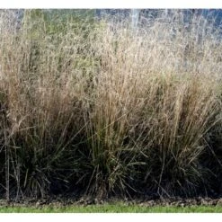 Mosebunke 'Goldtau' Deschampsia Cespitosa 'Goldtau' 1 Liter Potte -Osmoz Naturens Butik mi4169 deschampsia cespitosa goldtau e020
